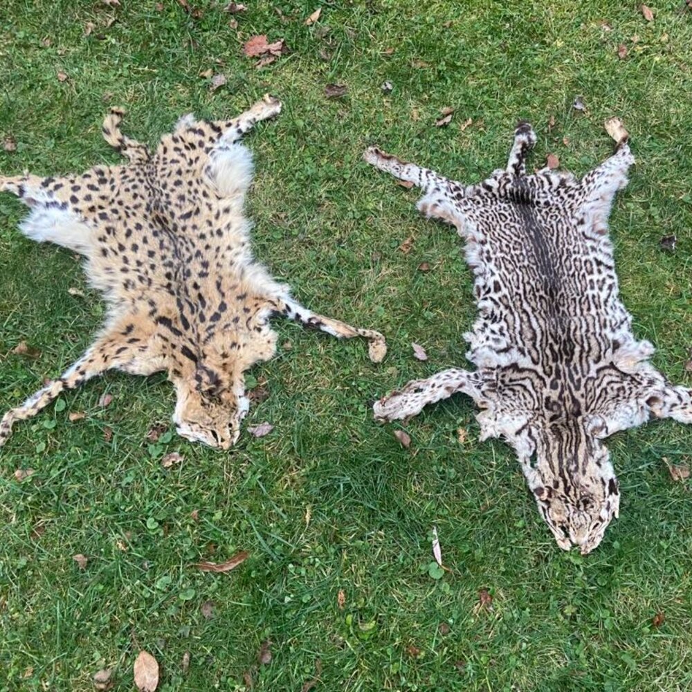 real Ocelot & Serval fur